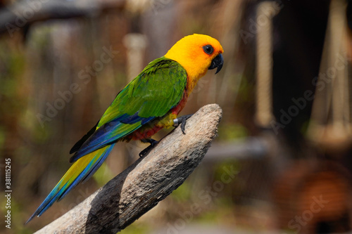 Just macro closeups of parrots with amazing details © Sasa