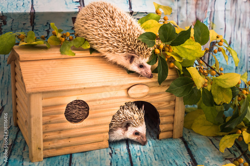Two African hedgehogs in a wooden house. Care and maintenance in the apartment photo