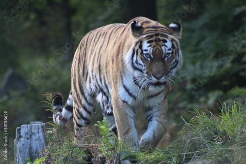Photos lurking tiger