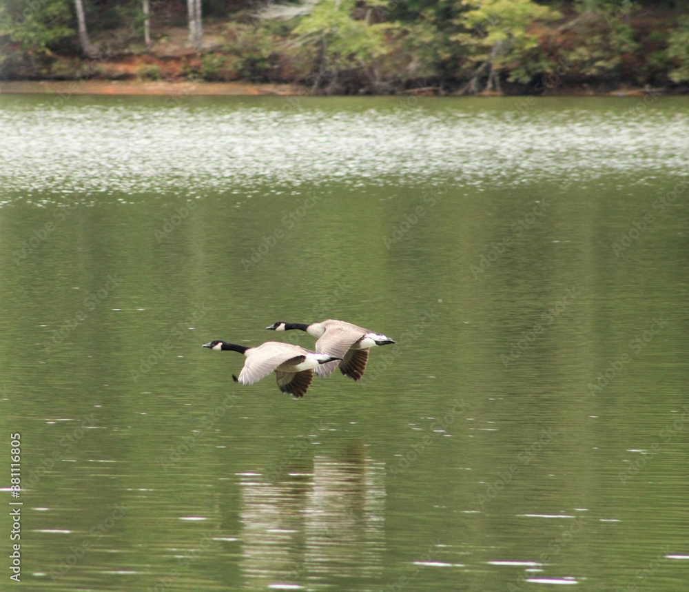 Wadding water birds and wood ducks in Georgia State parks Wadding water birds and wood ducks in Georgia State parks