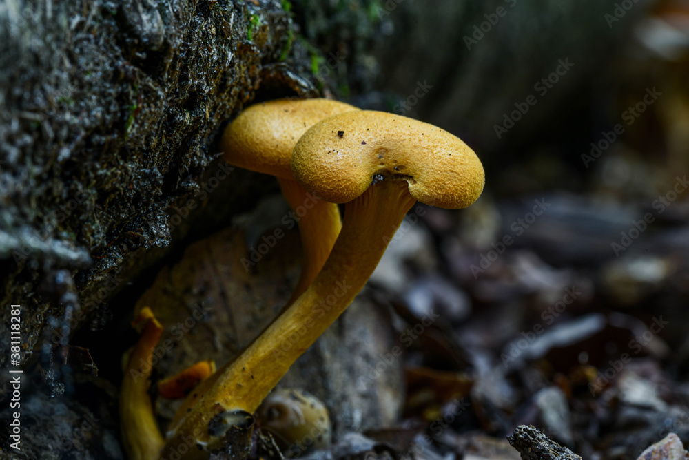Fototapeta premium Yellow mushrooms growing from under a fallen tree