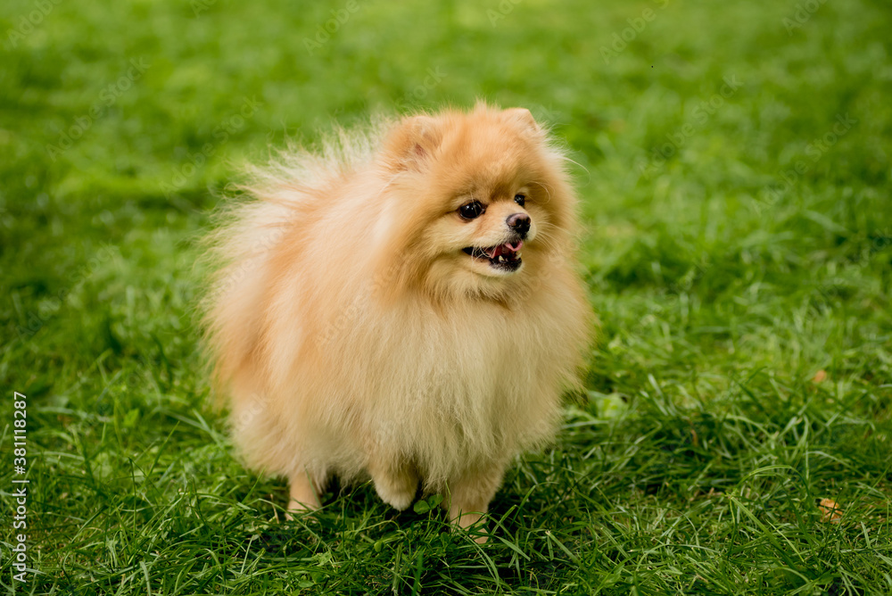 Portrait of cute pomeranian dog at the park. Portrait of cute pomeranian dog at the park.