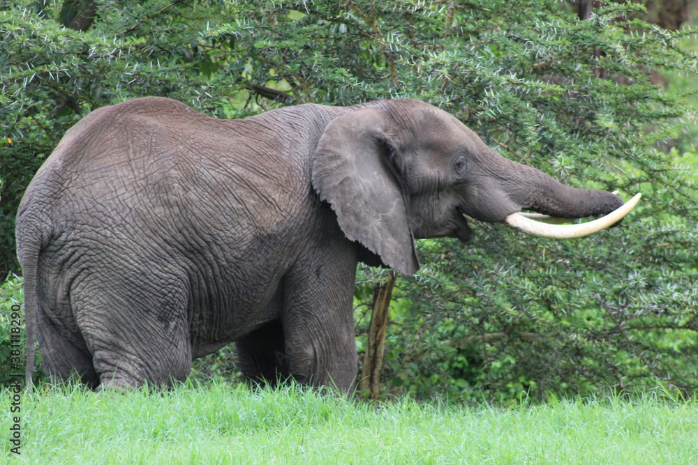 Fototapeta premium Happy elephant eating from tree