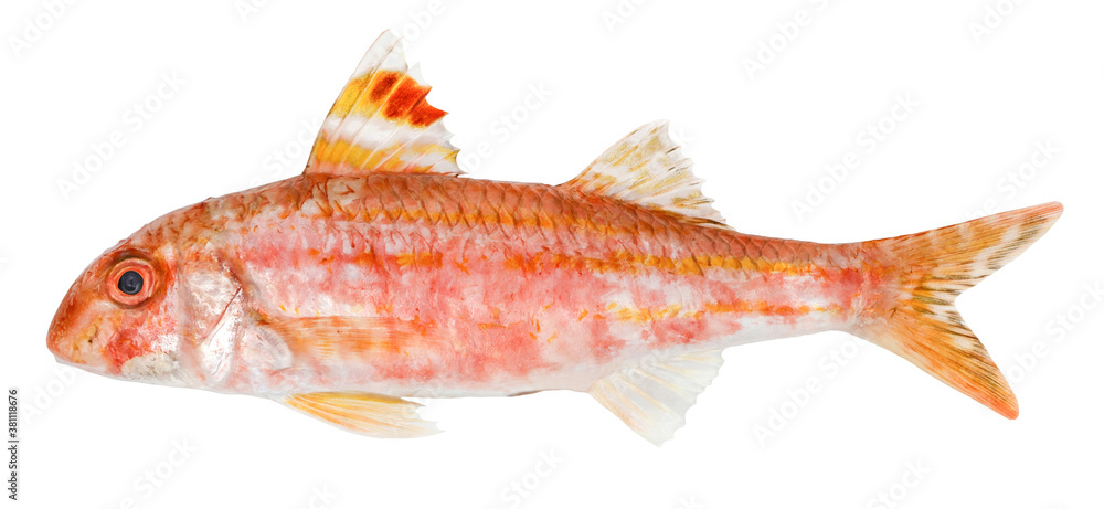 Red mullet isolated fish on white background Red mullet isolated fish on white background