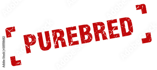 purebred stamp. square grunge sign isolated on white background