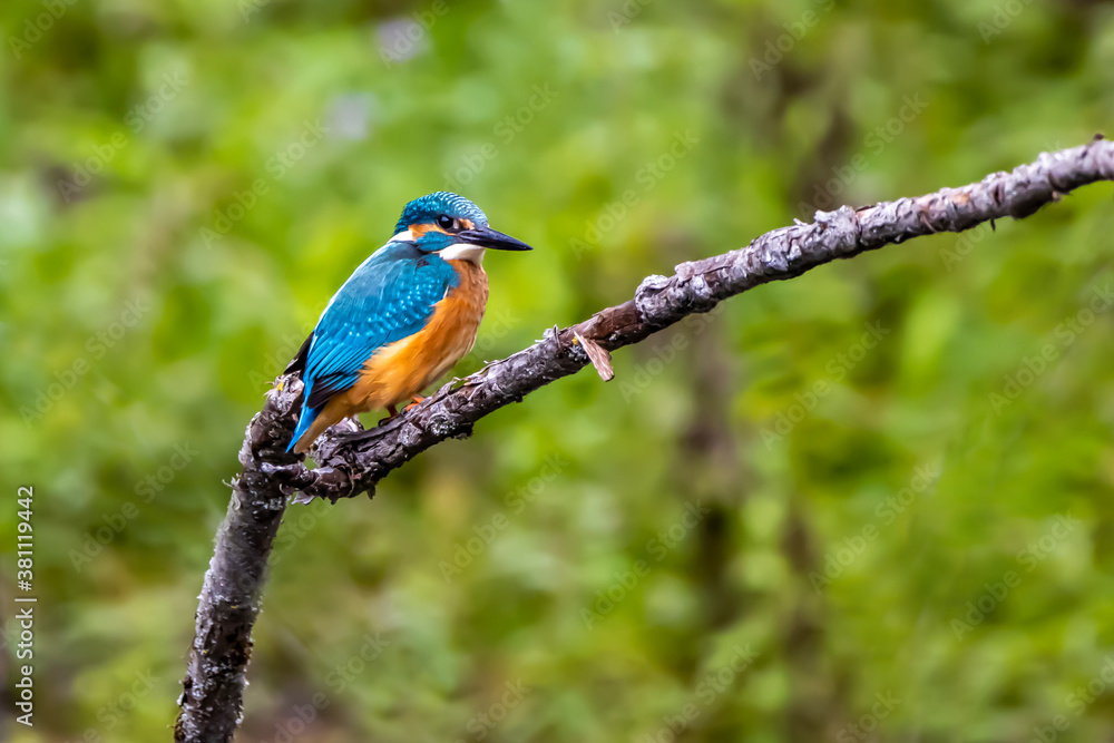 A colorful kingfisher sitting on a tree in a pond at the nature reserve Mönchbruch next to Frankfurt, Germany at a sunny day in summer. A colorful kingfisher sitting on a tree in a pond at the nature reserve Mönchbruch next to Frankfurt, Germany at a sunny day in summer.