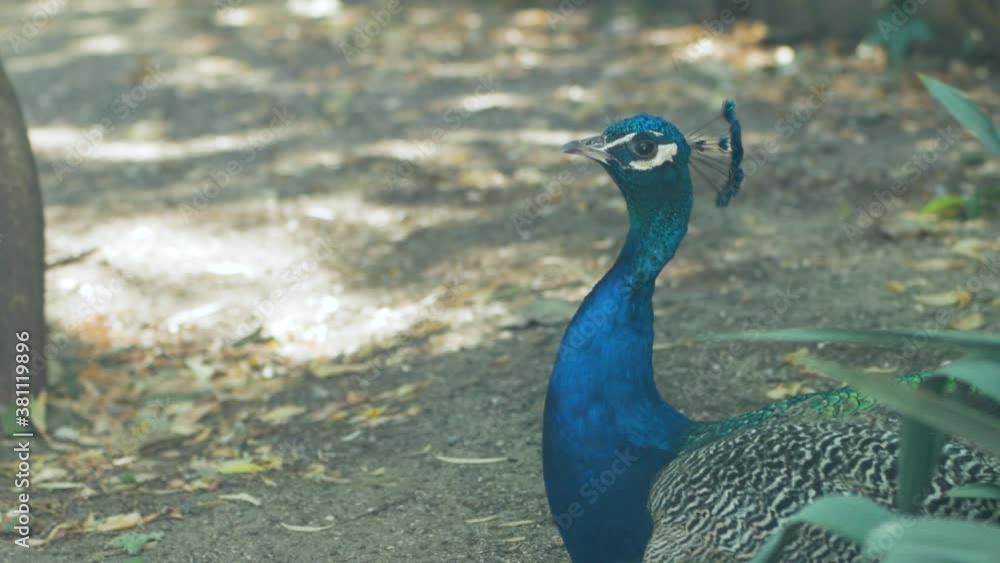 Lone peacock walking in the forest. Close up Lone peacock walking in the forest. Close up