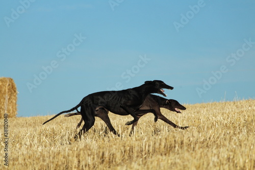 Spanish greyhound in mechanical hare race in the countryside