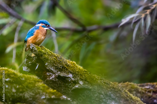 фотографія A colorful kingfisher sitting on a tree in a pond at the nature reserve Mönchbruch next to Frankfurt, Germany at a sunny day in summer