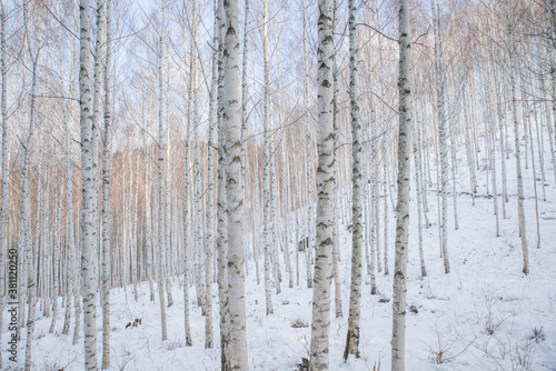 겨울의 자작나무 숲