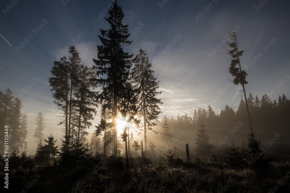 Sunbeams of the morning sun in forest