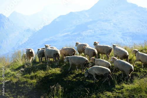 Bergschafe.Schafherde in den Alpen