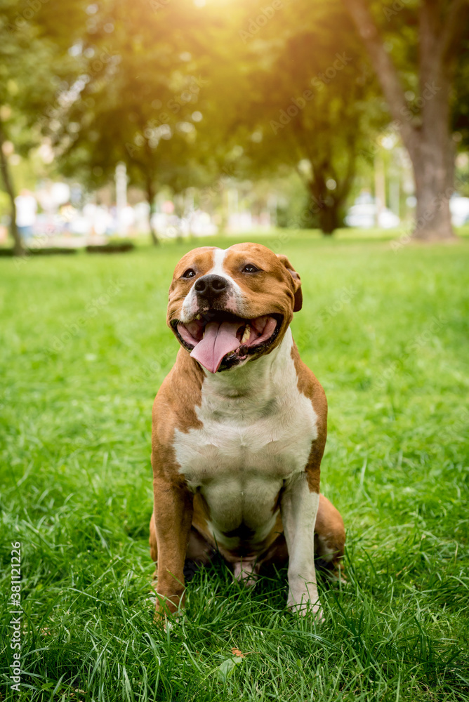 Portrait of cute american staffordshire terrier at the park. Portrait of cute american staffordshire terrier at the park.