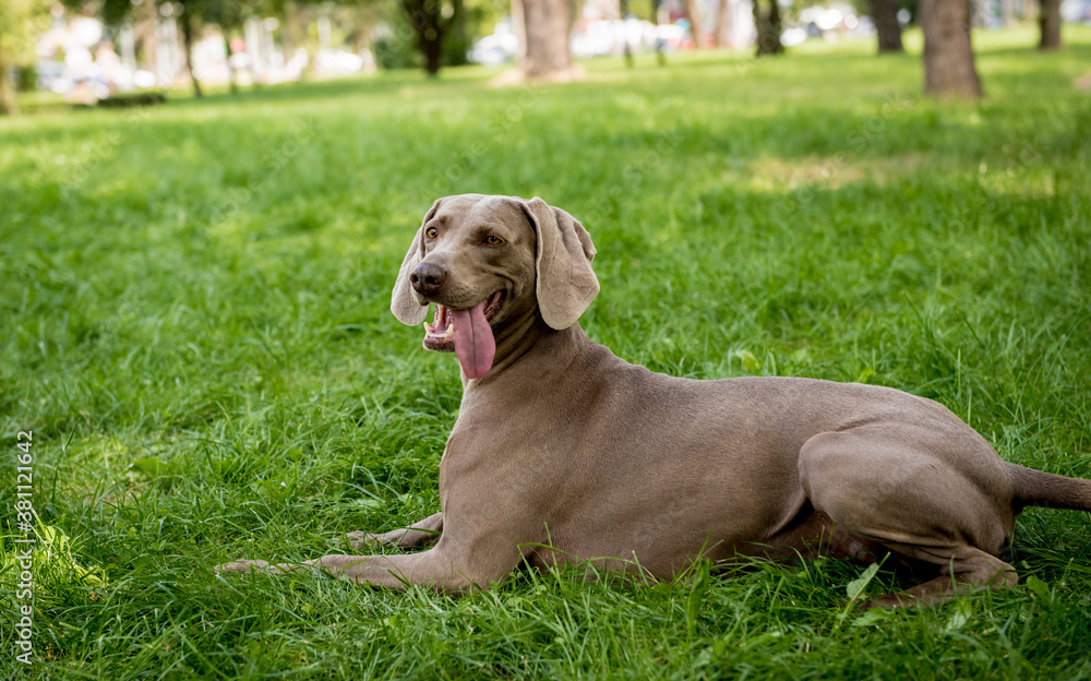 Portrait of cute weimaraner dog breed at the park. Portrait of cute weimaraner dog breed at the park.