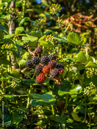 Blackberries in the plant