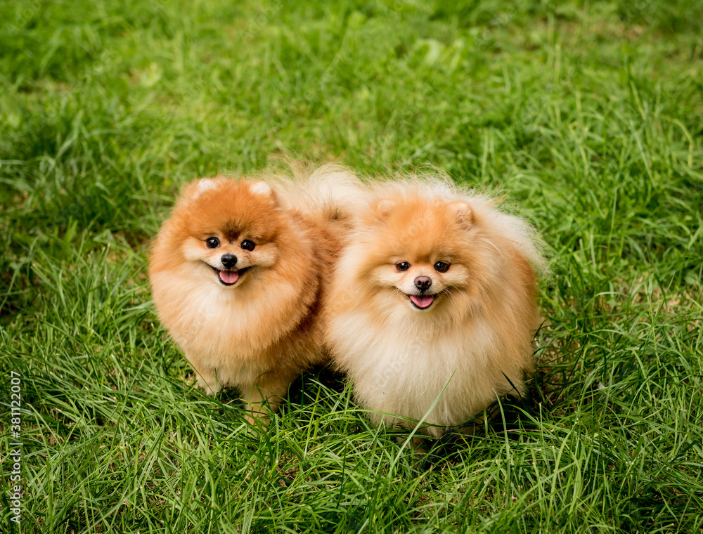 Portrait of cute two pomeranian dogs at the park. Portrait of cute two pomeranian dogs at the park.