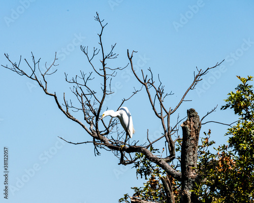 Egret