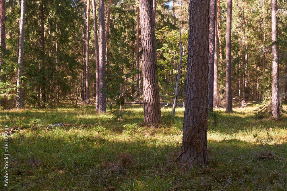 Coniferous stand of Bialowieza Forest in sun Coniferous stand of Bialowieza Forest in sun