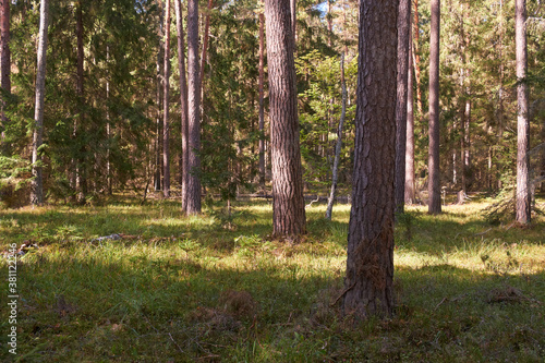 Coniferous stand of Bialowieza Forest in sun