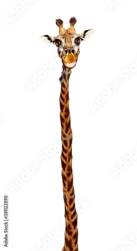 Giraffe head with big toothy smile and extra long neck isolated on white