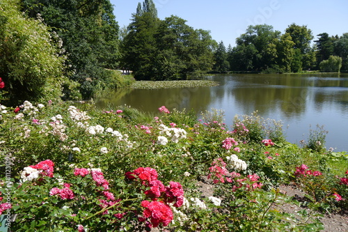 Rote und weiße Rosen am Teich Lac in Kassel Bergpark Wilhelmshöhe © Falko Göthel
