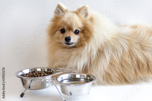 White German Spitz next to bowls of food and water. Dry food for small breed dogs.