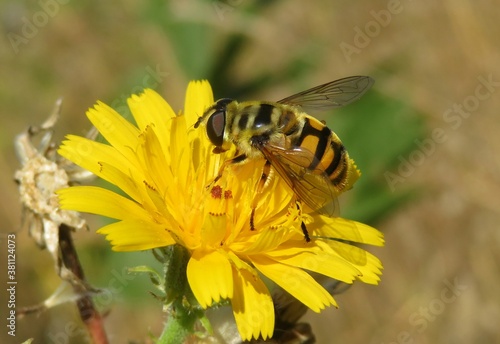 Hoverfly on yellow hieracium flower in the meadow, closeup