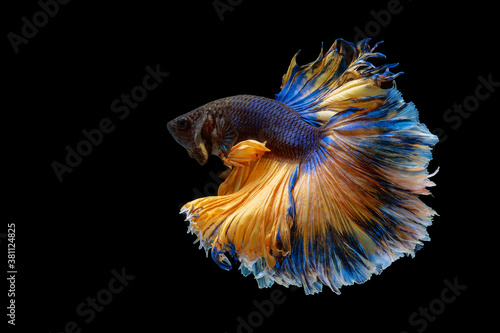 Thailand Fancy Betta fish blue and yellow gold colour isolated on black background