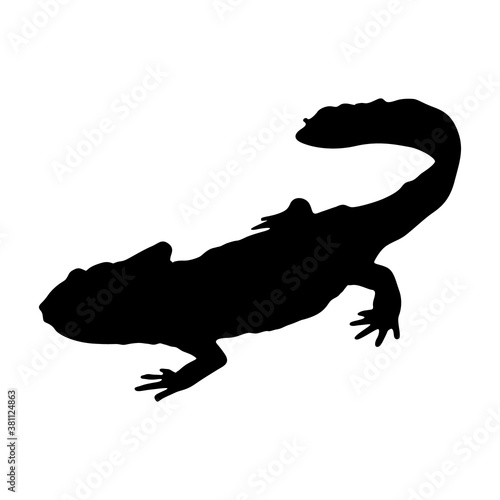 Newt (Lissotriton Vulgaris) Standing On a Side View Silhouette Found In Map Of Asia, Eurasia, Europe And North America. 