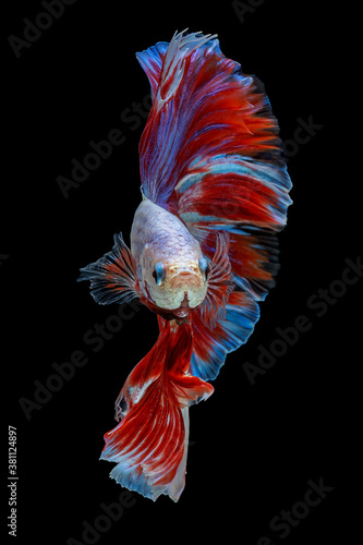 Thailand Fancy Betta fish red and blue colour isolated on black background