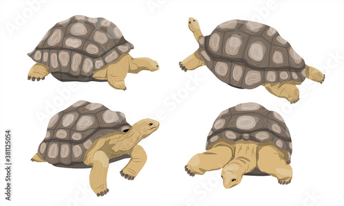 Aldabra giant tortoise collection in various poses. Male and female Aldabrachelys gigantea. An animal of the islands of the Pacific Ocean. Realistic vector animal