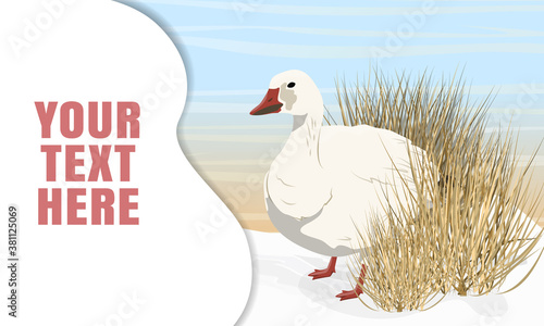 Snow goose on the snow in the overgrown dry arctic bush. Spring in the North. Birds of the Arctic. White arctic goose Anser caerulescens. Landing page template with multi-level shadows.