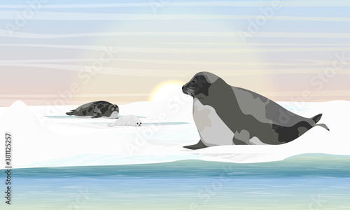 Herd of harp seal lies on the shores of the Arctic Ocean. Pagophilus groenlandicus, saddleback seal or Greenland Seal. Mammals animals of the Arctic. Realistic vector landscape photo