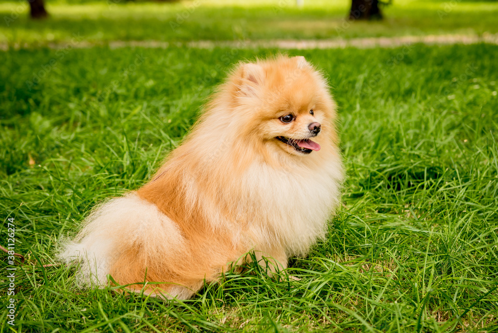 Portrait of cute pomeranian dog at the park. Portrait of cute pomeranian dog at the park.