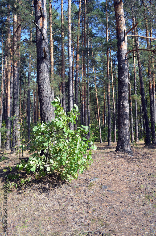 Naklejka premium Forest in Ukraine. Chernigow Region.