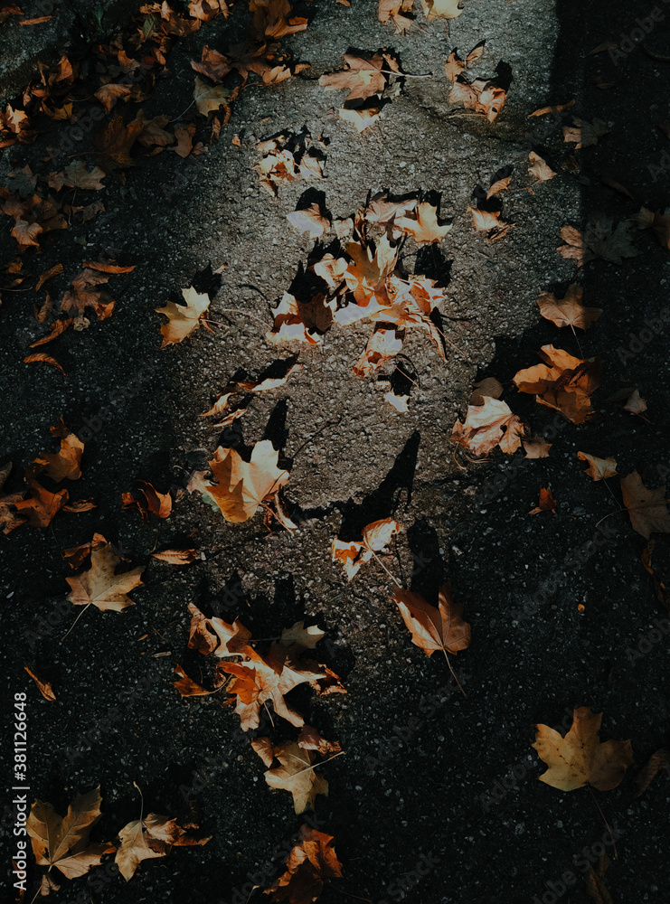 autumn leaves on the ground