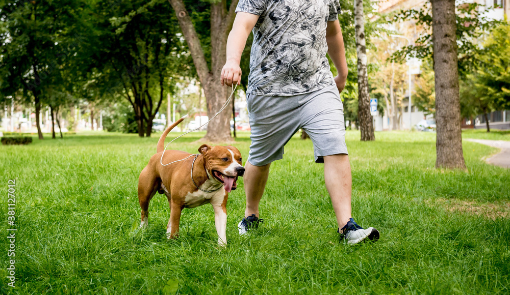 Owner trains the american staffordshire terrier at the park. Owner trains the american staffordshire terrier at the park.
