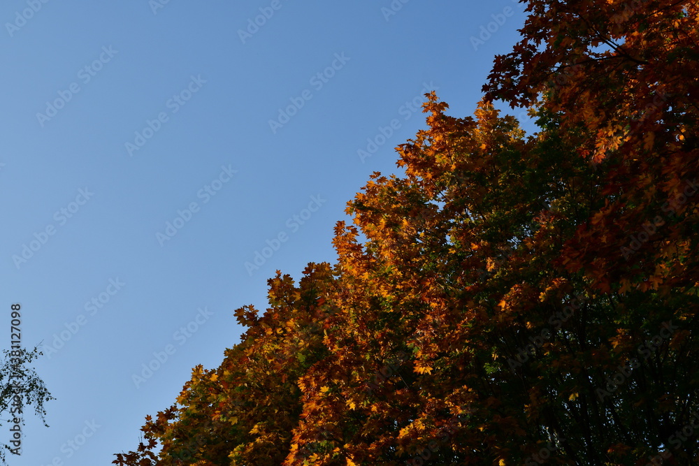 Obraz premium Autumn multicolored crown of a large maple tree against a blue clear sky. The colors of autumn. Red, green and yellow leaves.