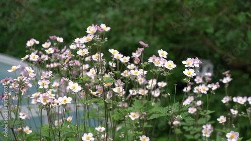 Pink anemone hupehensis (japanese anemone) flowers moving gently in a summer breeze