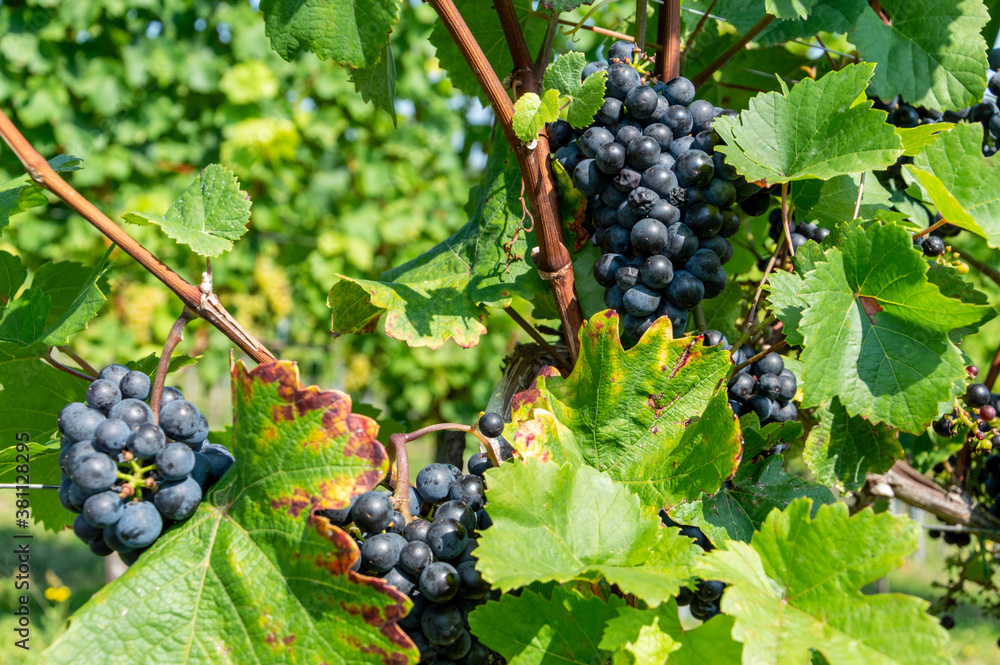 South Styrian Wine Road