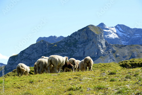 Bergschafe.Schafherde in den Alpen