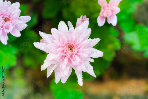 Beautiful pink Chrysanthemum flowers photo