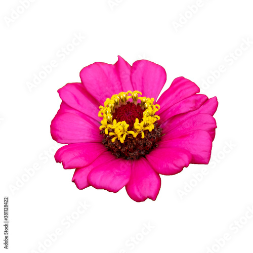 Beautiful pink zinnia flower on white background