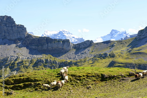 Bergschafe.Schafherde in den Alpen photo