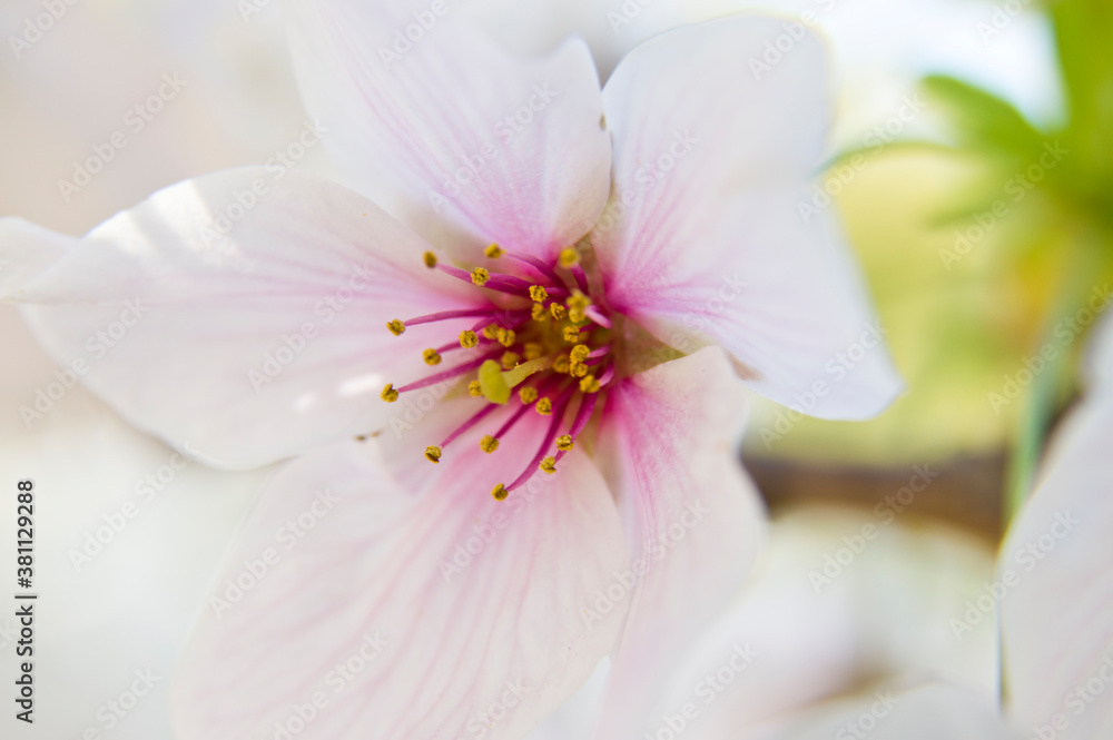 The cherry blossoms in the park are in full bloom.