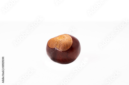 single 1 chestnut kastanie isolated  photo