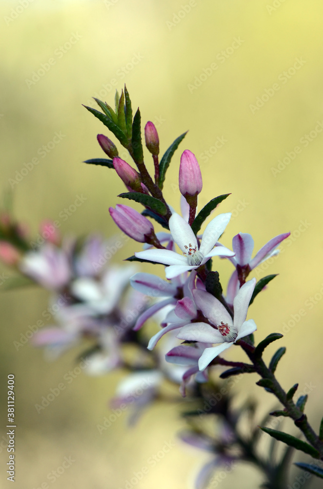 White and pink flowers of the Australian native Box Leaf Waxflower, Philotheca buxifolia, family Rutaceae, in woodland in the Royal National Park, Sydney, NSW, Australia. Winter to spring flowering