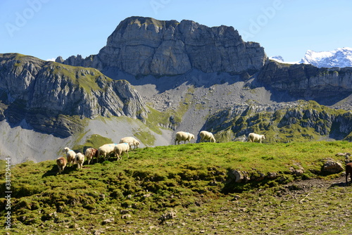 Bergschafe.Schafherde in den Alpen photo