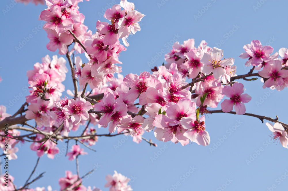 The cherry blossoms in the park are in full bloom. The cherry blossoms in the park are in full bloom.