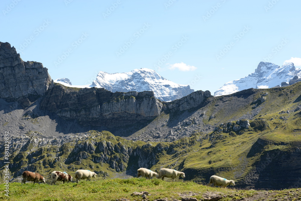 Bergschafe.Schafherde in den Alpen